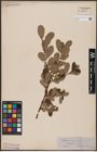 Foto von Salix aurita L.